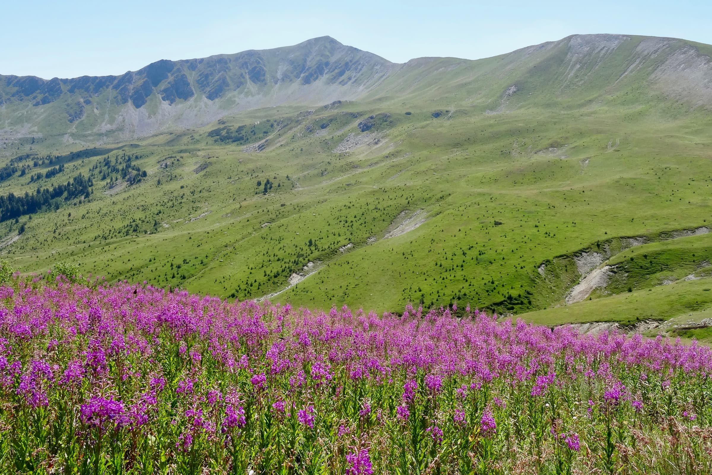 Një livadh me lule të purpurta nën kreshtën e gjatë bariste të Majës së Ropës, në Bjeshkët e Rugovës