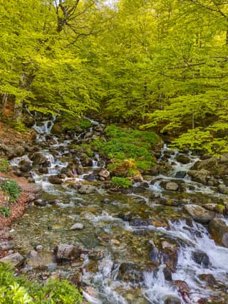 A stream tumbling through beech forest in fresh spring leaf in Sharri National Park