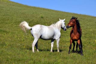 Two free-roaming horses, one white and one bay, on the summer pastures of the Sharr Mountains above Dragash