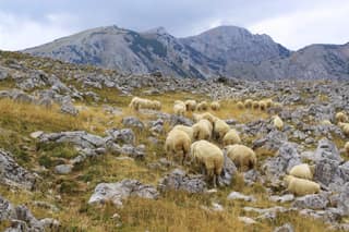 A flock of sheep grazing between limestone blocks on the high pastures of Lumbardh in the Rugova mountains