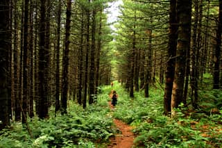 A trail through the pine forest of Jazhincë above Shtërpcë in the Sharr Mountains