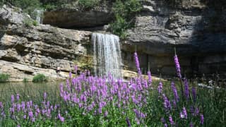 The Mirusha waterfall in summer behind a bank of purple loosestrife
