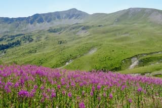 A meadow of purple fireweed below the long grassy ridge of Maja e Ropës in the Rugova mountains