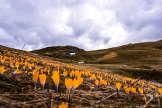 Orange Sharr crocuses flowering on the pastures below Rudoka e Madhe above Brod in spring