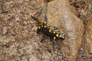 A fire salamander, black with yellow spots, crossing the wet stones of the Gjeravica trail