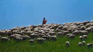 A shepherd on the skyline above his flock on the summer pastures of the Sharr Mountains